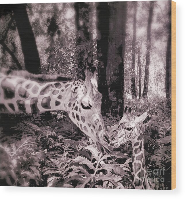 Giraffe Baby And Mother Kissing Wood Print featuring the photograph Tender Are The Moments Where Love Embraces Time Sepia Print by Mary Lou Chmura