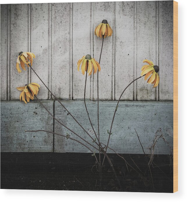 Flowers Wood Print featuring the photograph Fake Wilted Flowers by Steve Stanger