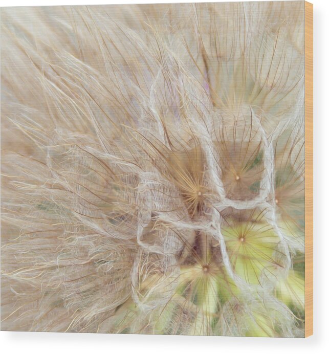 Wish Flower Wood Print featuring the photograph Dandelion Macro by Terry Walsh