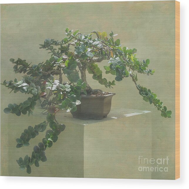 Bonsai Wood Print featuring the photograph Bonsai Tree by Arlene Carmel