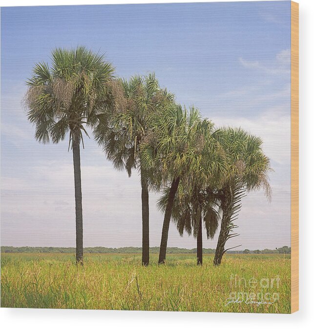 Sabal Palms Wood Print featuring the photograph Myakka by John Douglas
