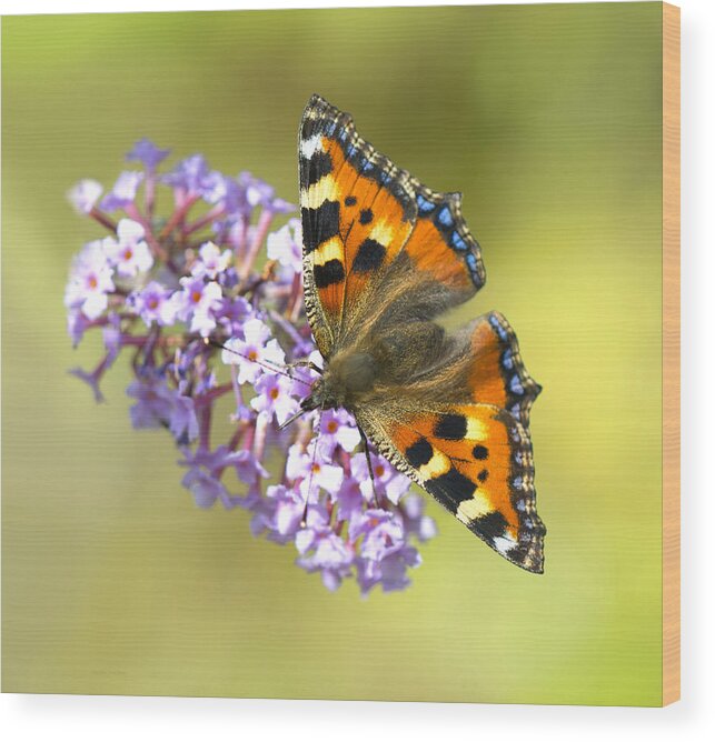 Tortoiseshell Butterfly Wood Print featuring the photograph Tortoiseshell Butterfly by Steven Poulton