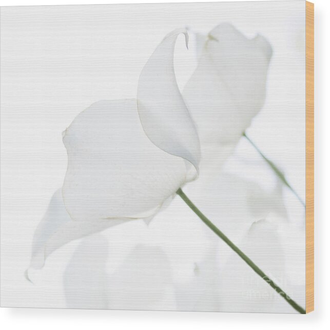 Florals Wood Print featuring the photograph Whisper Of White by Arlene Carmel