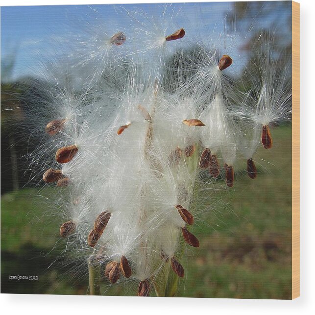 Scarlet Milkweed Wood Print featuring the photograph Flying Away by Kerry Beverly