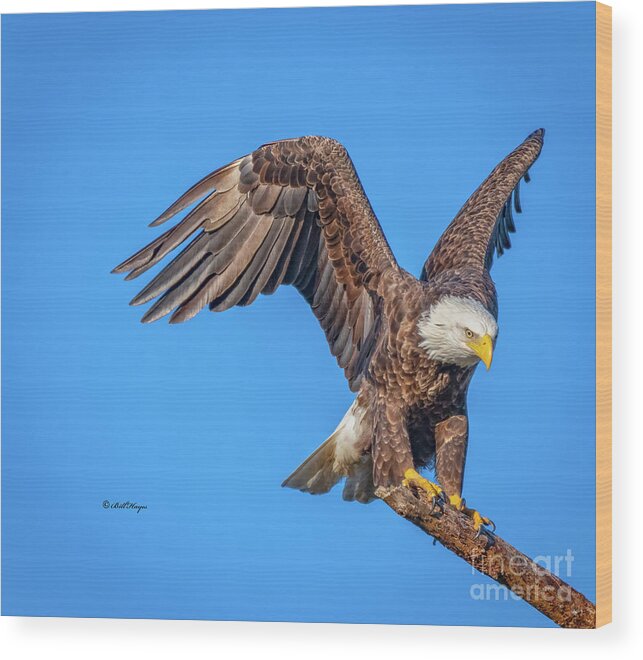 Eagles Wood Print featuring the photograph American Bald Eagle Incoming by DB Hayes
