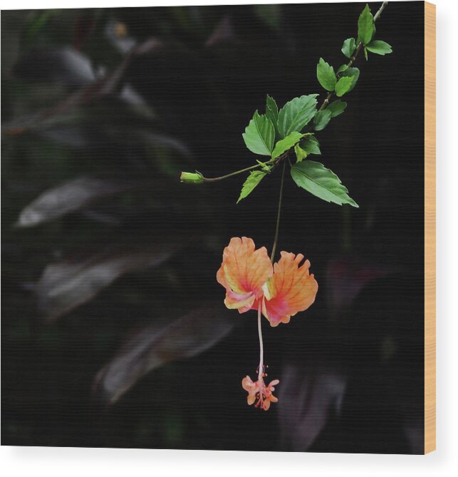  Wood Print featuring the photograph Hibiscus by Stoney Lawrentz