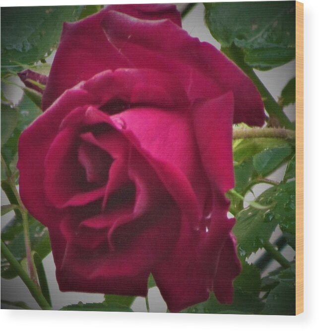Rose Flower Gardens Wood Print featuring the photograph Red Rose by Bill Puglisi