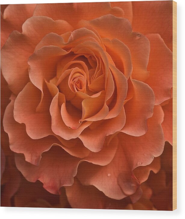 Orange Rose Wood Print featuring the photograph Rose Study by Richard Cummings