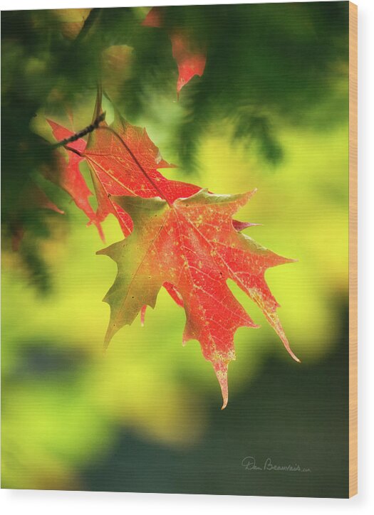 Foliage Wood Print featuring the photograph Red Maple Leaves 4983 by Dan Beauvais