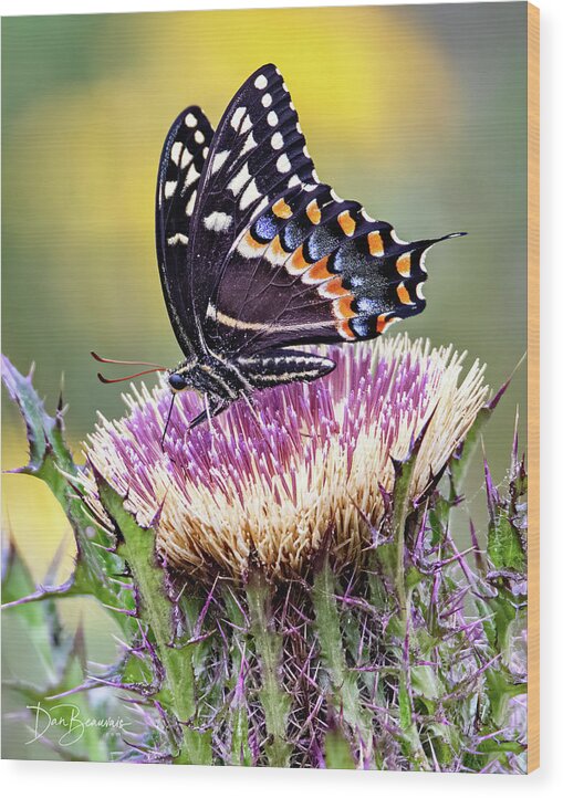 Palamedes Swallowtail Wood Print featuring the photograph Palamedes Swallowtail 6659 by Dan Beauvais