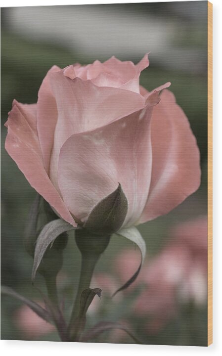 Rose Wood Print featuring the photograph Rose by Jessica Wakefield