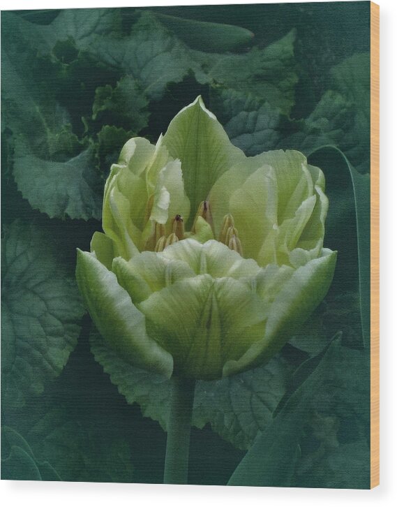 Green Tulip Wood Print featuring the photograph Not Easy Being Green by Richard Cummings