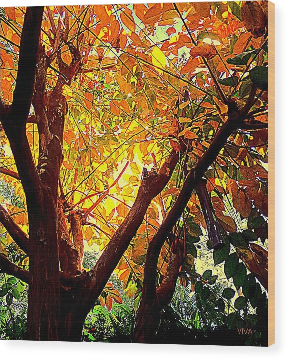 Sunrise Wood Print featuring the photograph Autumn 22-Contre-jour by VIVA Anderson