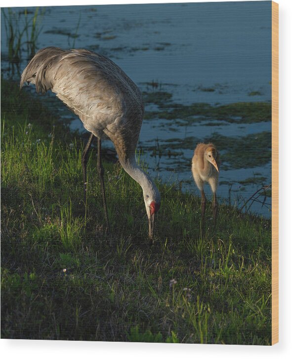 Birds Wood Print featuring the photograph Sandhill Crane by Larry Marshall