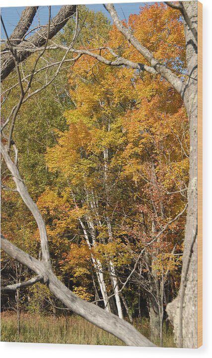 Mi Wood Print featuring the photograph Fall birch stand by David Campione
