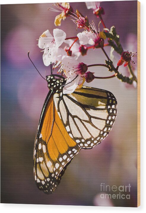 California Wood Print featuring the photograph Monarch on a Flower #1 by Darcy Michaelchuk