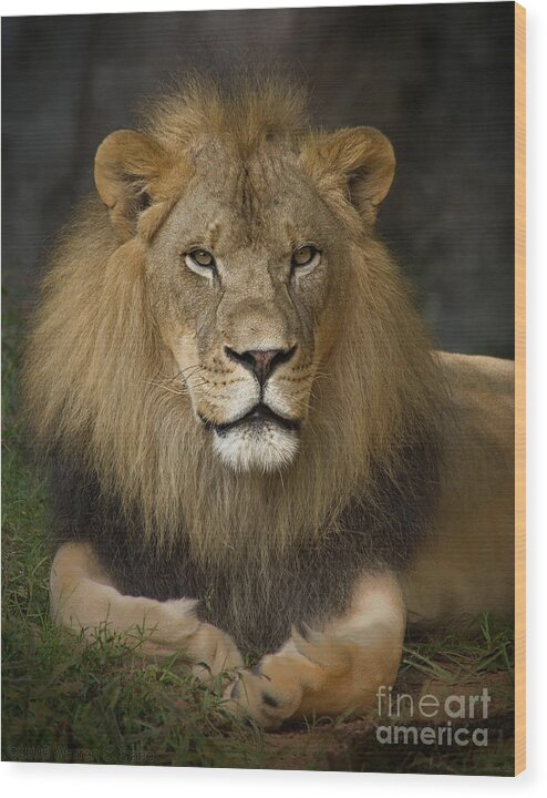Lion Wood Print featuring the photograph Lion in Repose by Warren Sarle