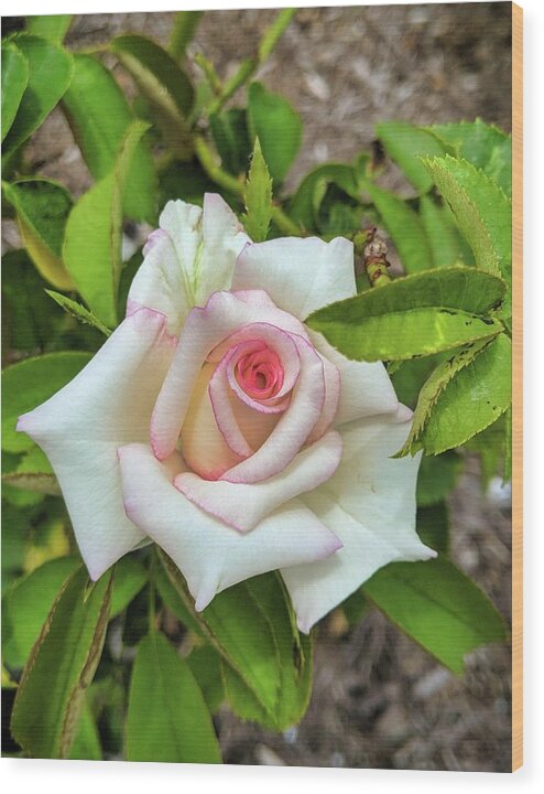Flower Wood Print featuring the photograph Pale Rose by Portia Olaughlin