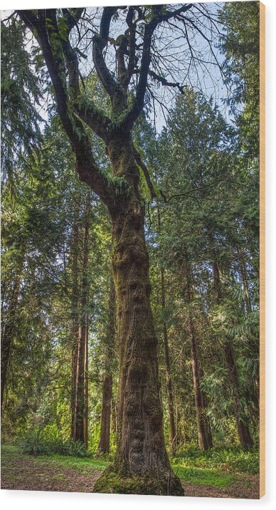 Tf-photography.com Wood Print featuring the photograph Seattle Arboretum by Tommy Farnsworth