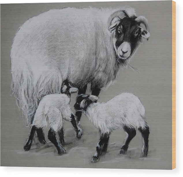 Sheep Wood Print featuring the drawing Twins by Jean Cormier