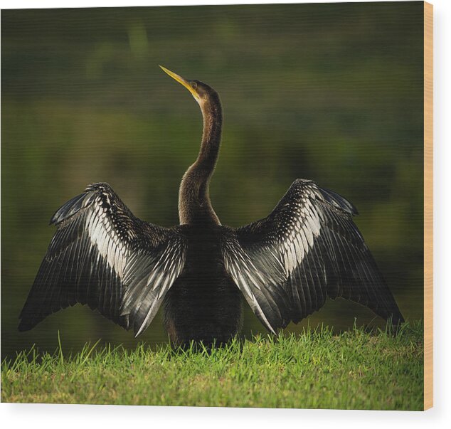 Birds Wood Print featuring the photograph American Darter by Larry Marshall