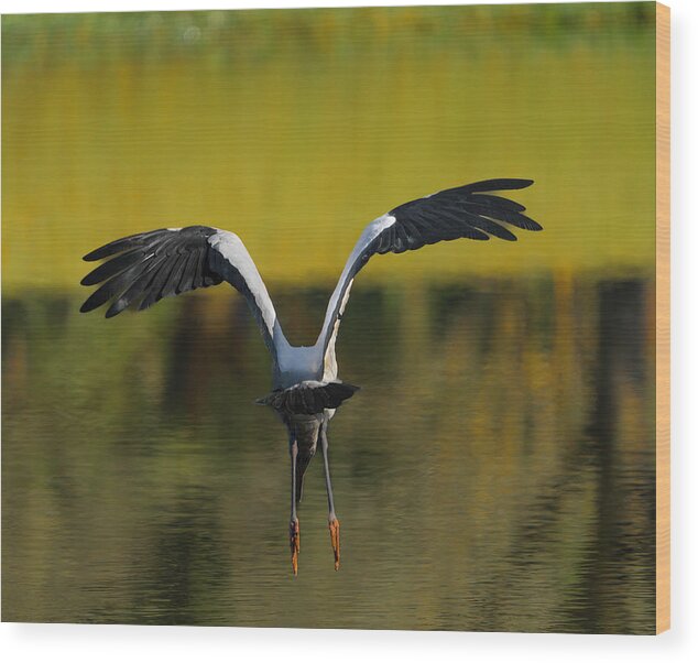 Birds Wood Print featuring the photograph Flying Wood Stork by Larry Marshall