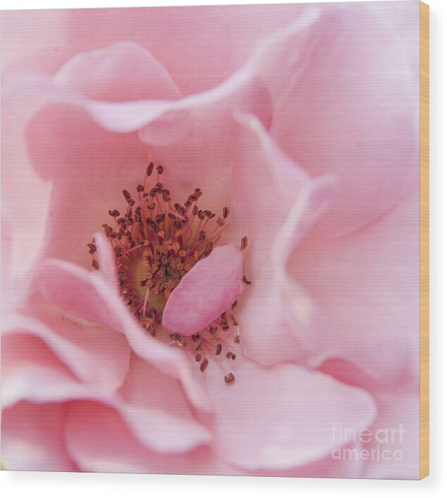 Rose Wood Print featuring the photograph Inner Beauty by Jeannette Hunt