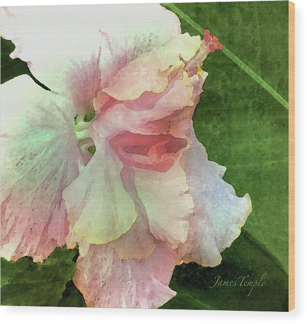 Blush Wood Print featuring the digital art Blush Digital Watercolor by James Temple
