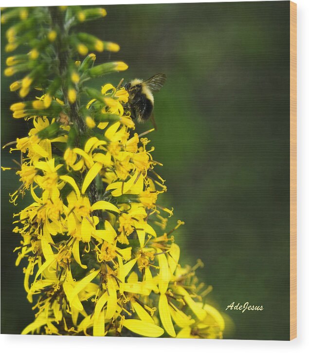 Leopard Plant Wood Print featuring the photograph Bee on Leopard Plant by Angelito De Jesus