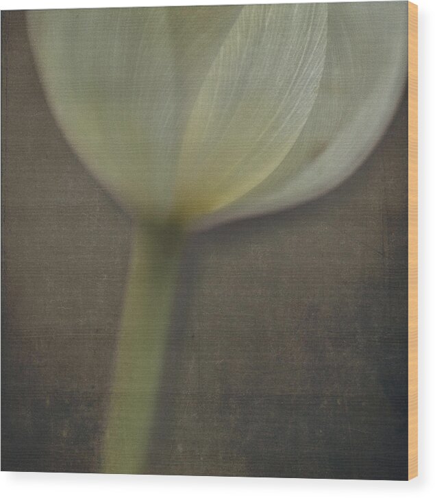 Tulip Wood Print featuring the photograph Delicate Goblet by Kevin Bergen