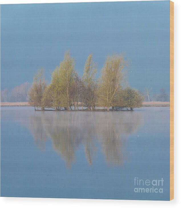 Netherlands Wood Print featuring the photograph Magical morning by Casper Cammeraat