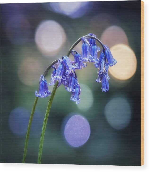 Spring Wood Print featuring the photograph My English Bluebell by Abbie Shores