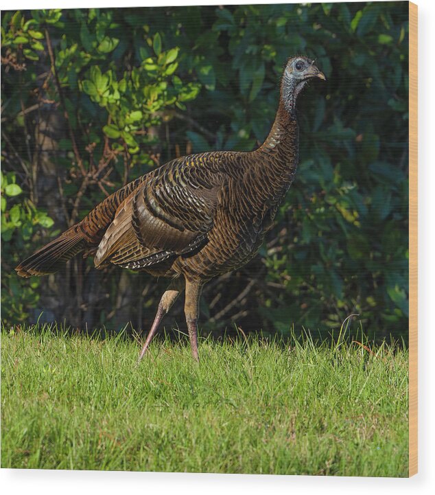 Birds Wood Print featuring the photograph Wild Turkey by Larry Marshall