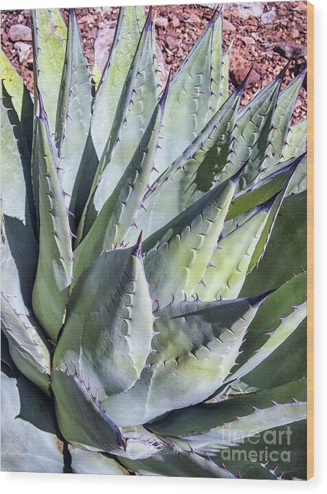 Agave Wood Print featuring the photograph Agave by Anthony Citro