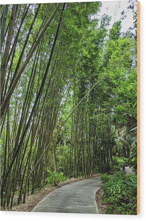 Tree Wood Print featuring the photograph Bamboo Walk by Portia Olaughlin