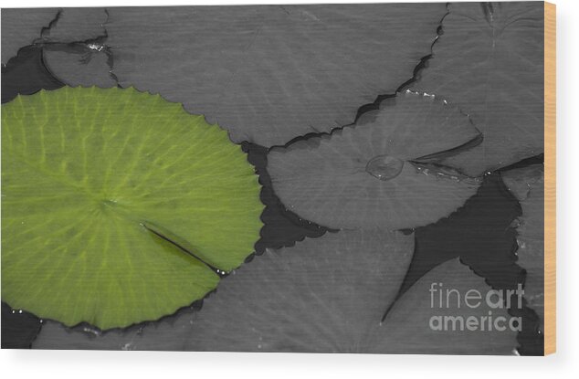 Water_lily Wood Print featuring the photograph Green Water Lily Leaf Splash Color by Heiko Koehrer-Wagner