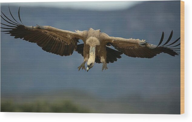 Griffon Vulture Wood Print featuring the photograph Griffon Vulture Flying #1 by Nicolas Reusens