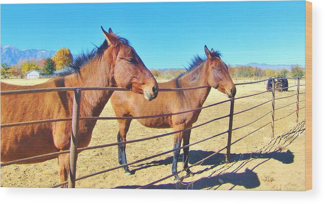 Sky Wood Print featuring the photograph Mule Talk #1 by Marilyn Diaz