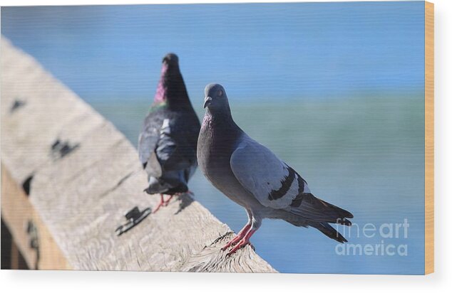 Pigeon Wood Print featuring the photograph Pigeon #1 by Henrik Lehnerer