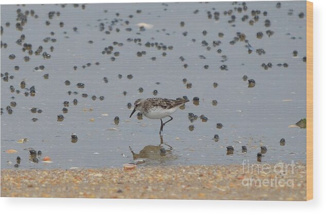 Birds Wood Print featuring the photograph Semipalmated Sandpiper #1 by James Petersen