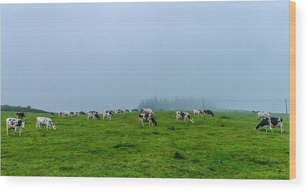 Cows In The Field Wood Print featuring the photograph Cows in the Field #3 by Joseph Amaral