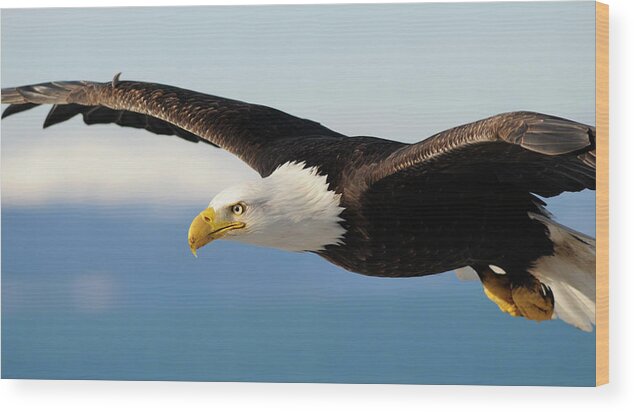 Alaska Wood Print featuring the photograph Bald Eagle Haliaeetus Leucocephalus #37 by Josh Miller