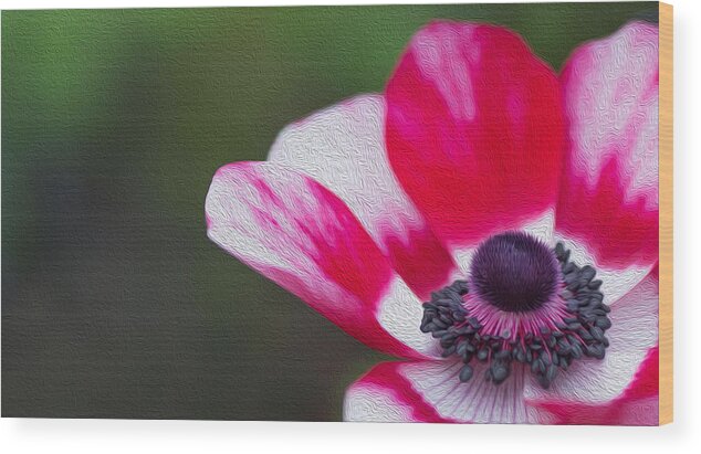 Photo Wood Print featuring the photograph Anemone - Red Center by Rebecca Cozart