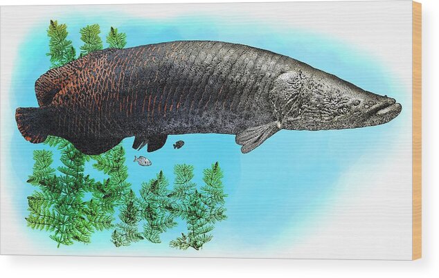 Freshwater Fish Wood Print featuring the photograph Arapaima by Roger Hall