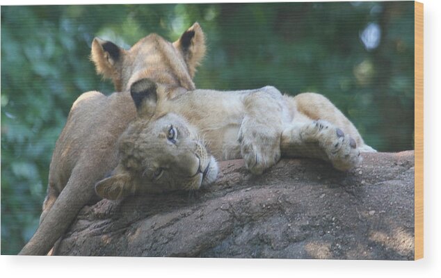 Lion Wood Print featuring the photograph Baby Lions by Cathy Lindsey