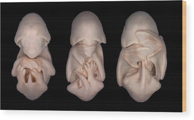 Black Mastiff Bat Wood Print featuring the photograph Bat Embryos by Dorit Hockman