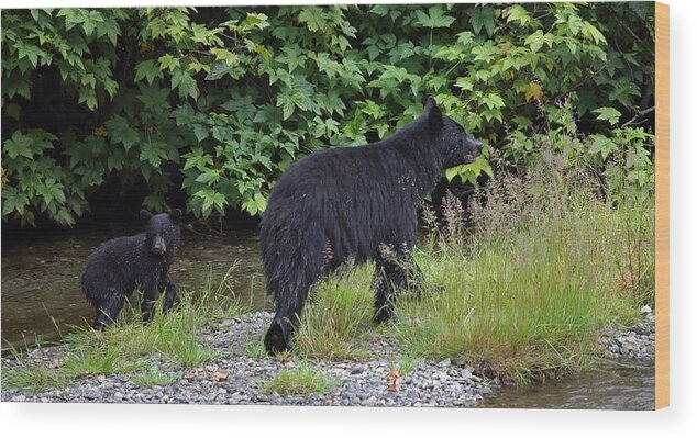 Black Wood Print featuring the photograph Black Bear and Cub by Jean Clark