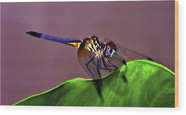 Animal Photography Wood Print featuring the photograph Blue Dasher on Caladium. by Chris Kusik