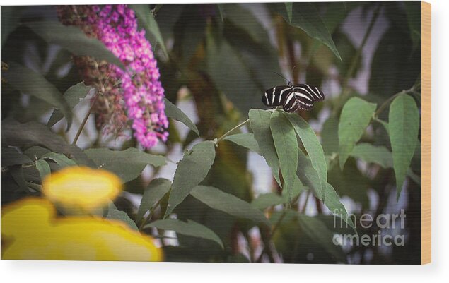 Butterfly Wood Print featuring the photograph Butterfly 5 by Rich Priest