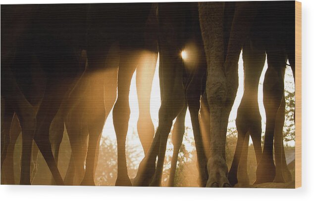 Animal Themes Wood Print featuring the photograph Camels At Sunrise, Pushkar by © Chaitanya Deshpande